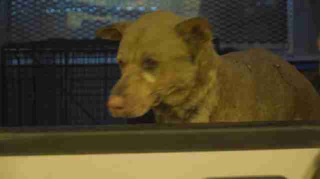 dog missing in camp fire