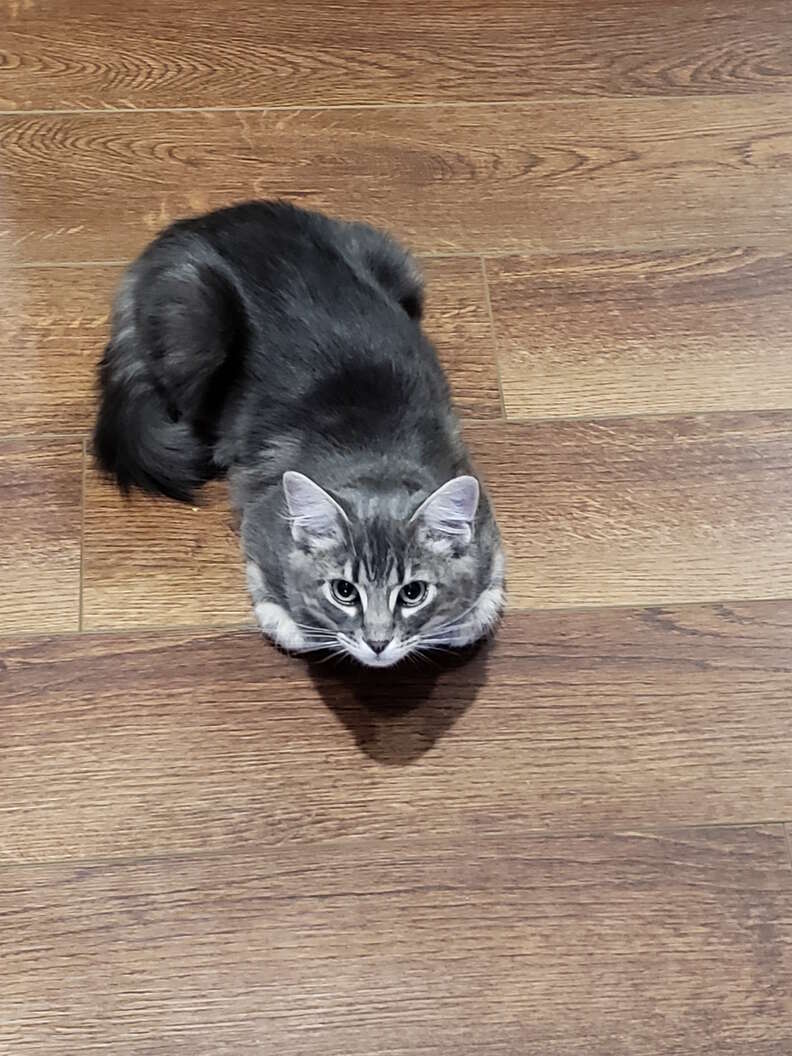 police cat