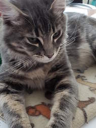 police cat