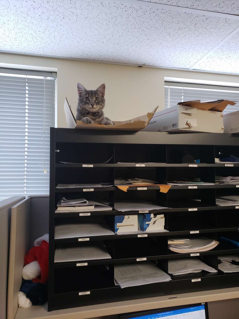 Police Officer Brings His Rescued Kitten To Work Every Day - The Dodo