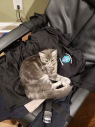 police cat