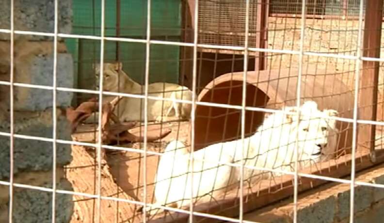 lion rescue south africa