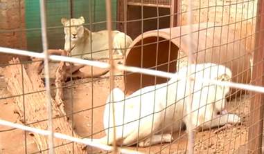 lion rescue south africa