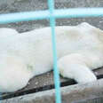 polar bear rescue 