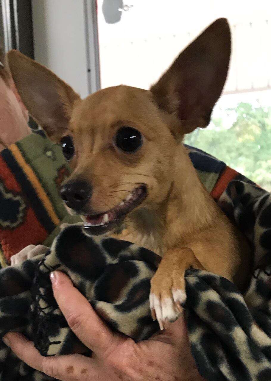 Carolina gets warmed up at the vet office