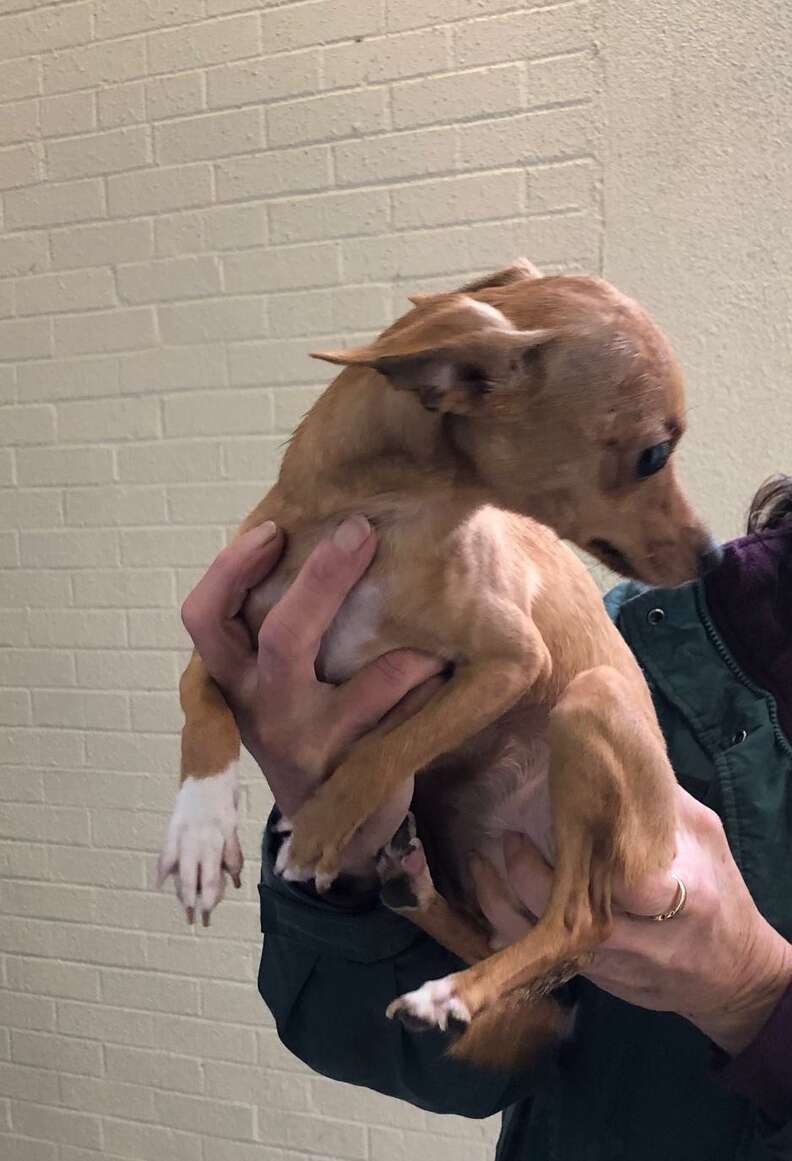 Carolina the Chihuahua rescued from a garbage pale