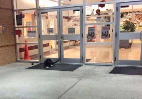 clive dog waits outside houston school