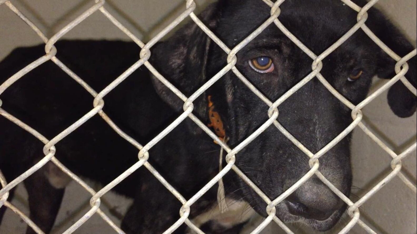 Houston Teacher Rescues Dog Living Outside Elementary School - The Dodo