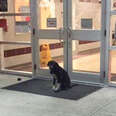 clive dog waits outside school