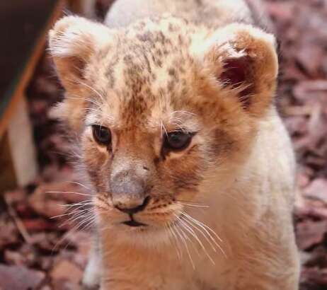 Lion cub kept as pet found in back of luxury car in Paris