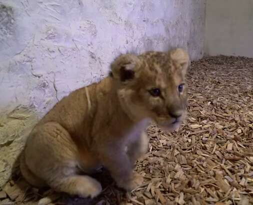 Lion cub kept as pet found in back of luxury car in Paris