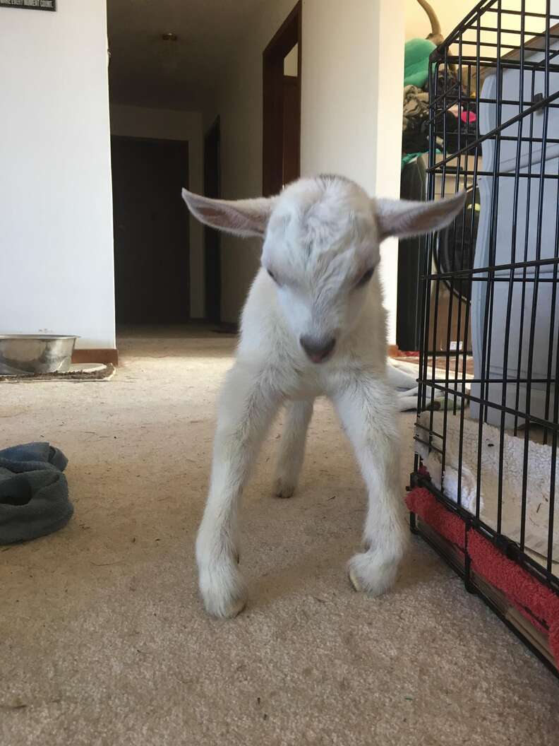 Rescued baby goat at Ontario sanctuary