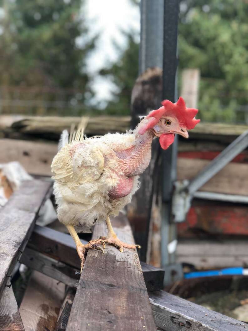 Rescued battery hens, "The Golden Girls," at sanctuary