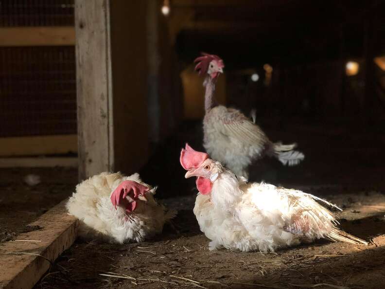 Rescued battery hens, "The Golden Girls," at sanctuary