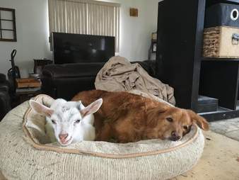 Rescued baby goat at Ontario sanctuary