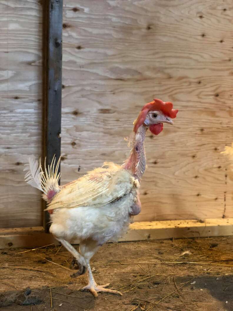 Rescued battery hens, "The Golden Girls," at sanctuary