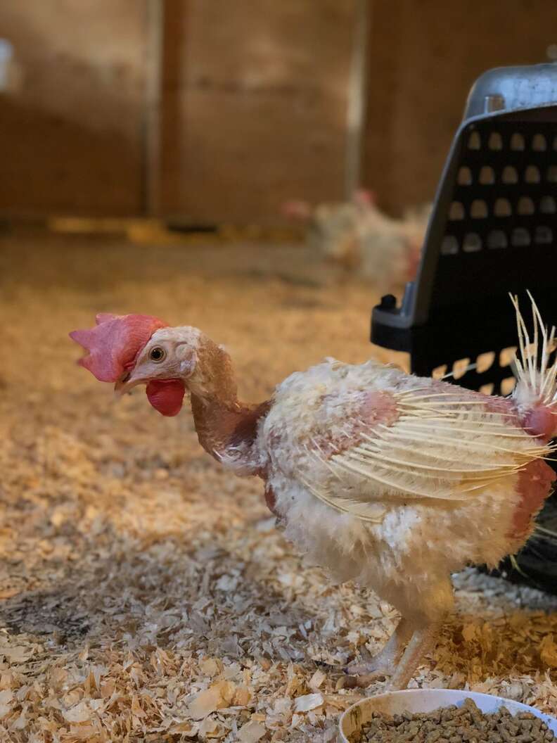 Rescued battery hens, "The Golden Girls," at sanctuary