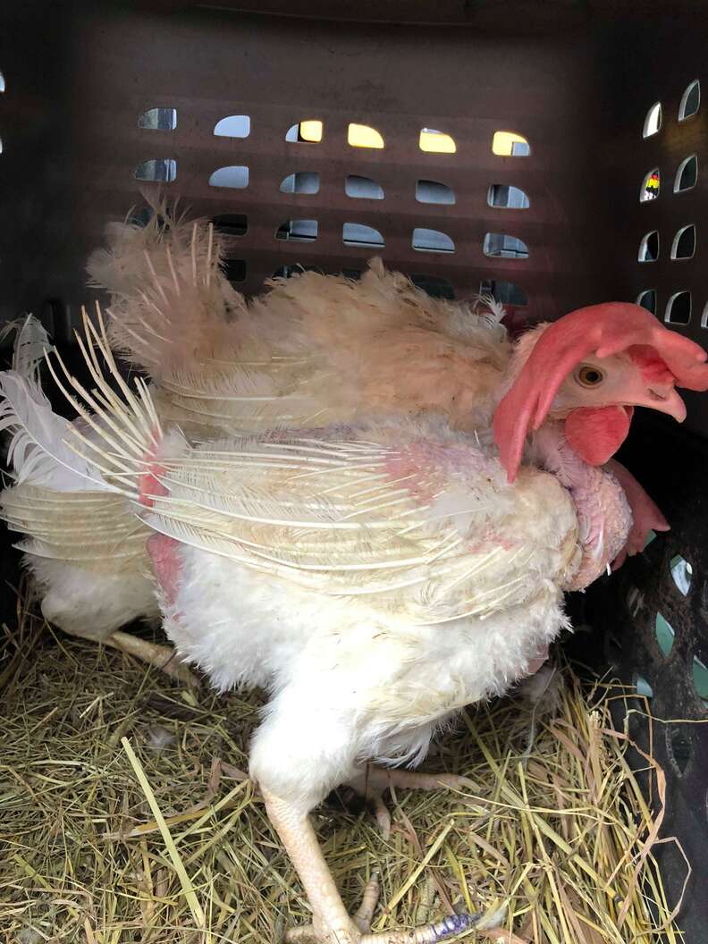 Rescued battery hens, "The Golden Girls," at sanctuary