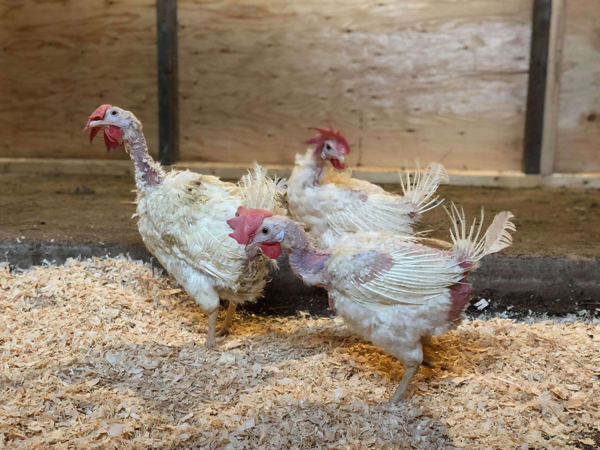 Rescued battery hens, "The Golden Girls," at sanctuary