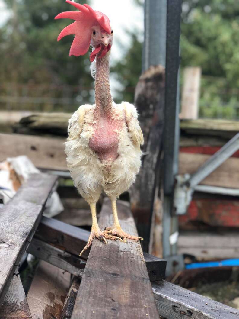 Rescued battery hens, "The Golden Girls," at sanctuary