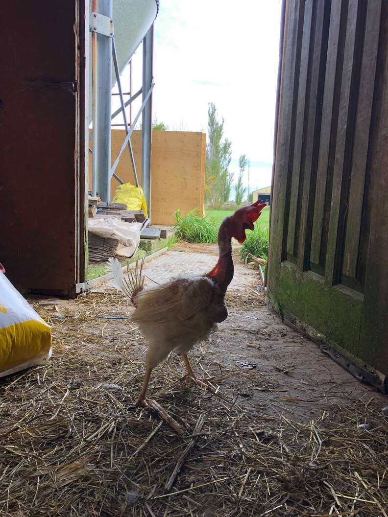 Rescued battery hens, "The Golden Girls," at sanctuary