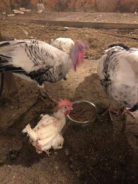 Rescued battery hens, "The Golden Girls," at sanctuary