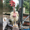 Rescued battery hens, "The Golden Girls," at sanctuary