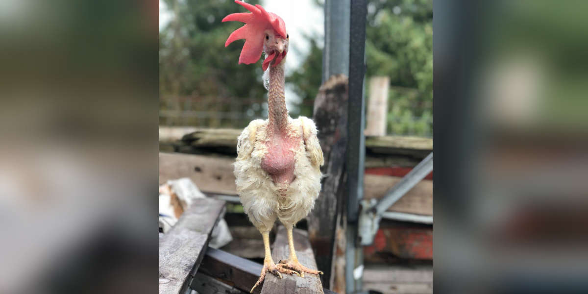 Rescued Battery Hens Take First Steps Outside At Ontario Sanctuary ...