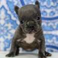 Teeny Tiny 'Imperfect' Puppy Is 100% Perfection