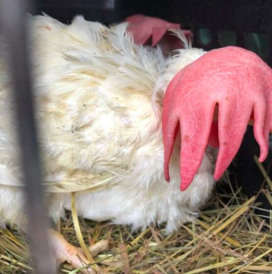 Rescued battery hen