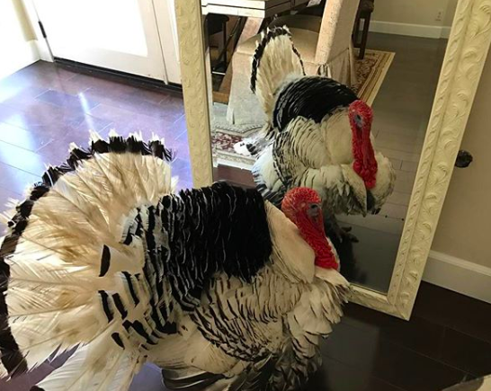 turkey rescue california