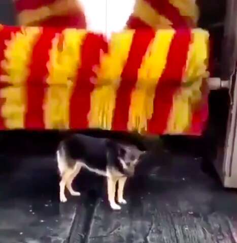 Linda the stray dog gets brushed at car wash in Turkey