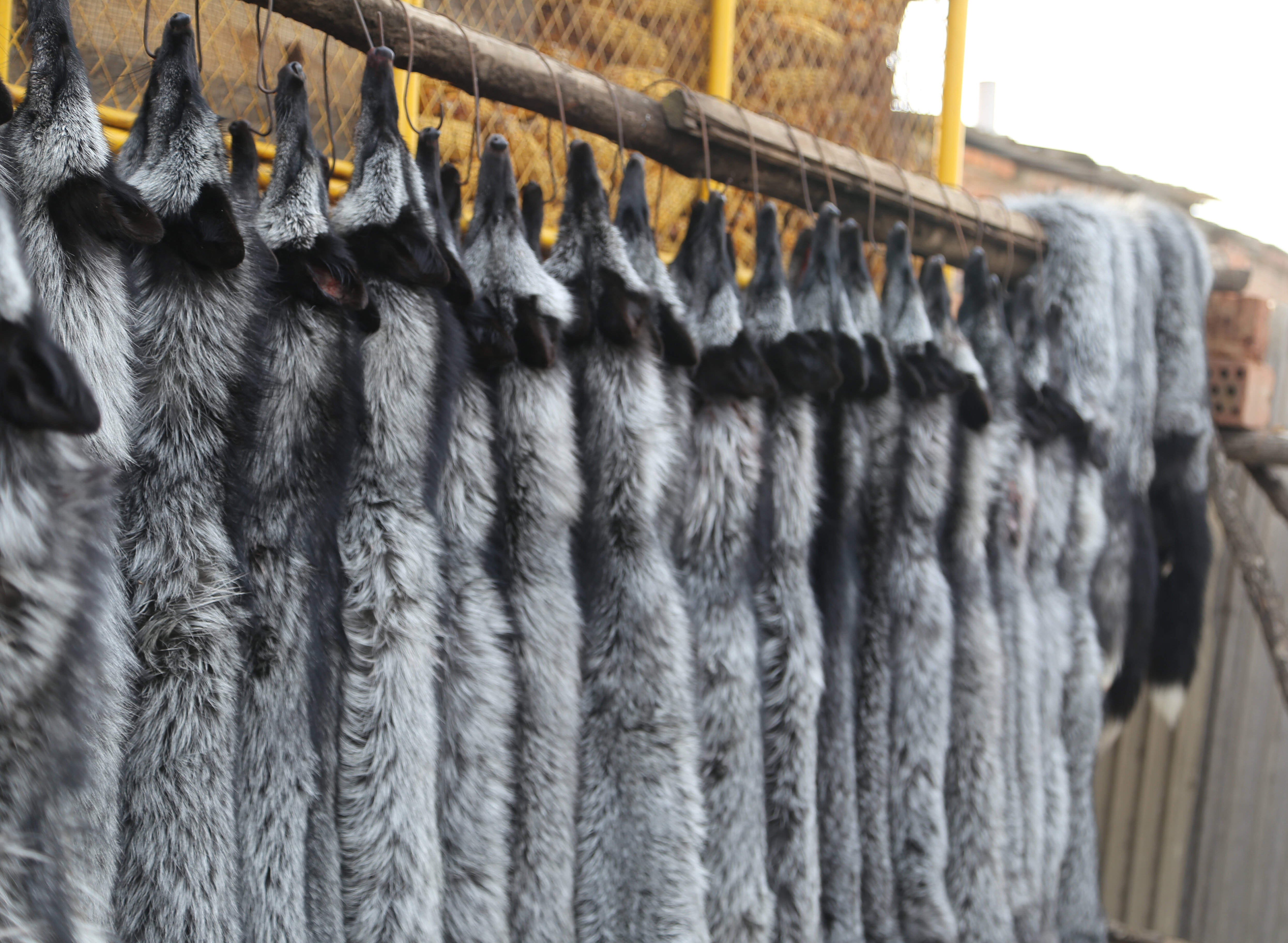 How To Make Sure Faux Fur Is Actually Fake - The Dodo