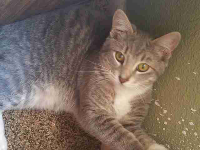 mayson cat rescue