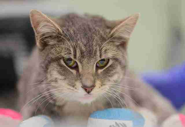 rescue cat california fires
