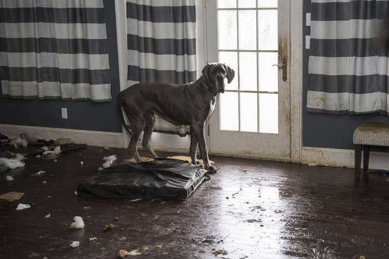 Great dane in deals house