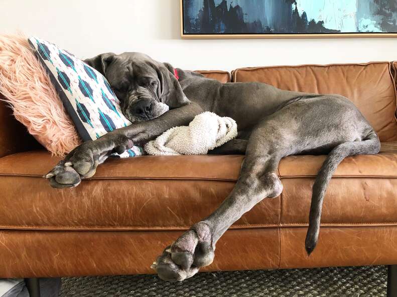 Great Dane lying on couch