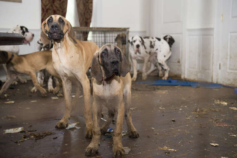 Great Danes inside squalid house in New Hampshire