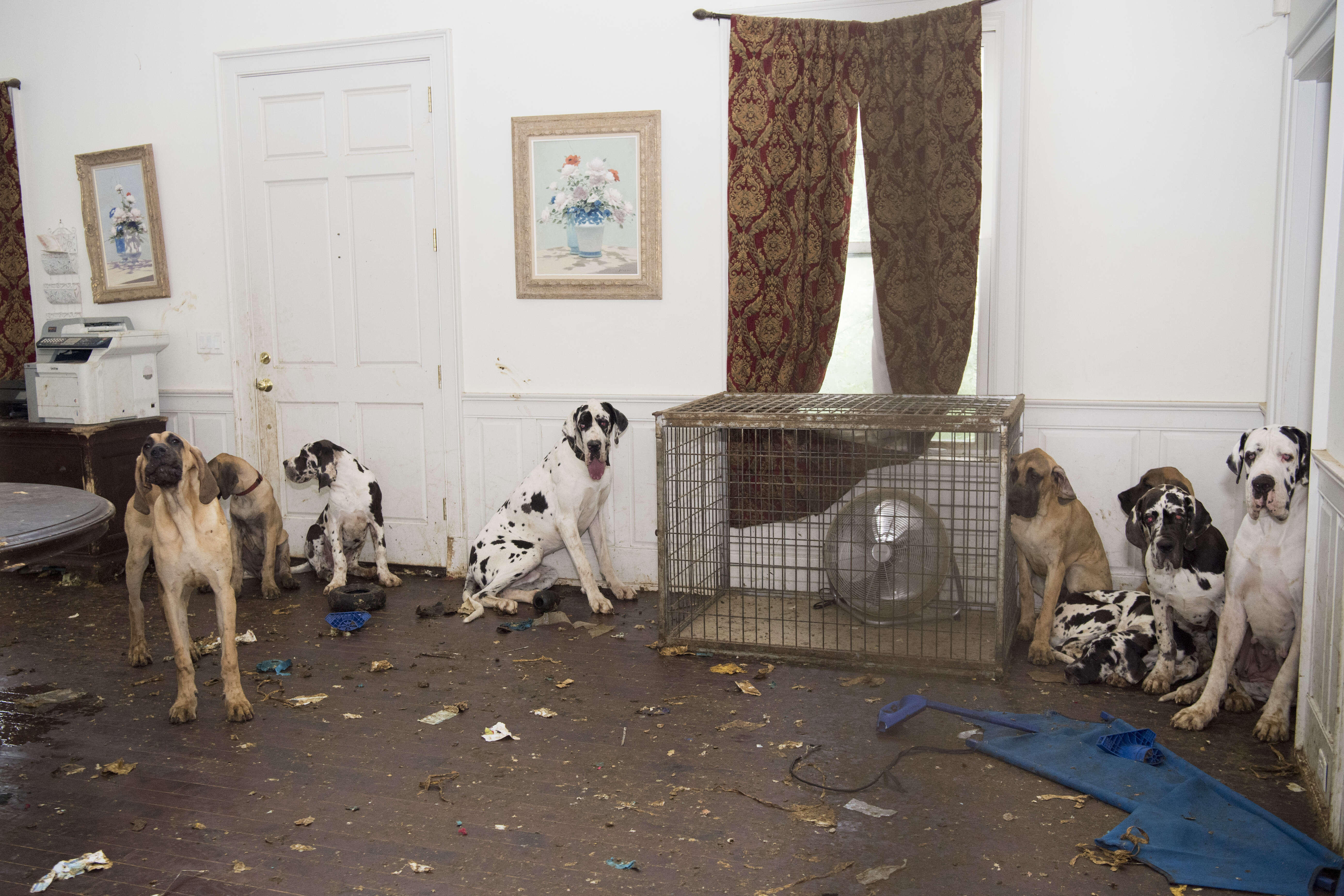 Great Danes inside dirty home