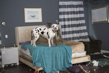 Great Dane inside dirty bedroom