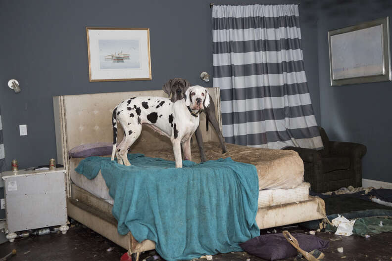 Great Dane inside dirty bedroom