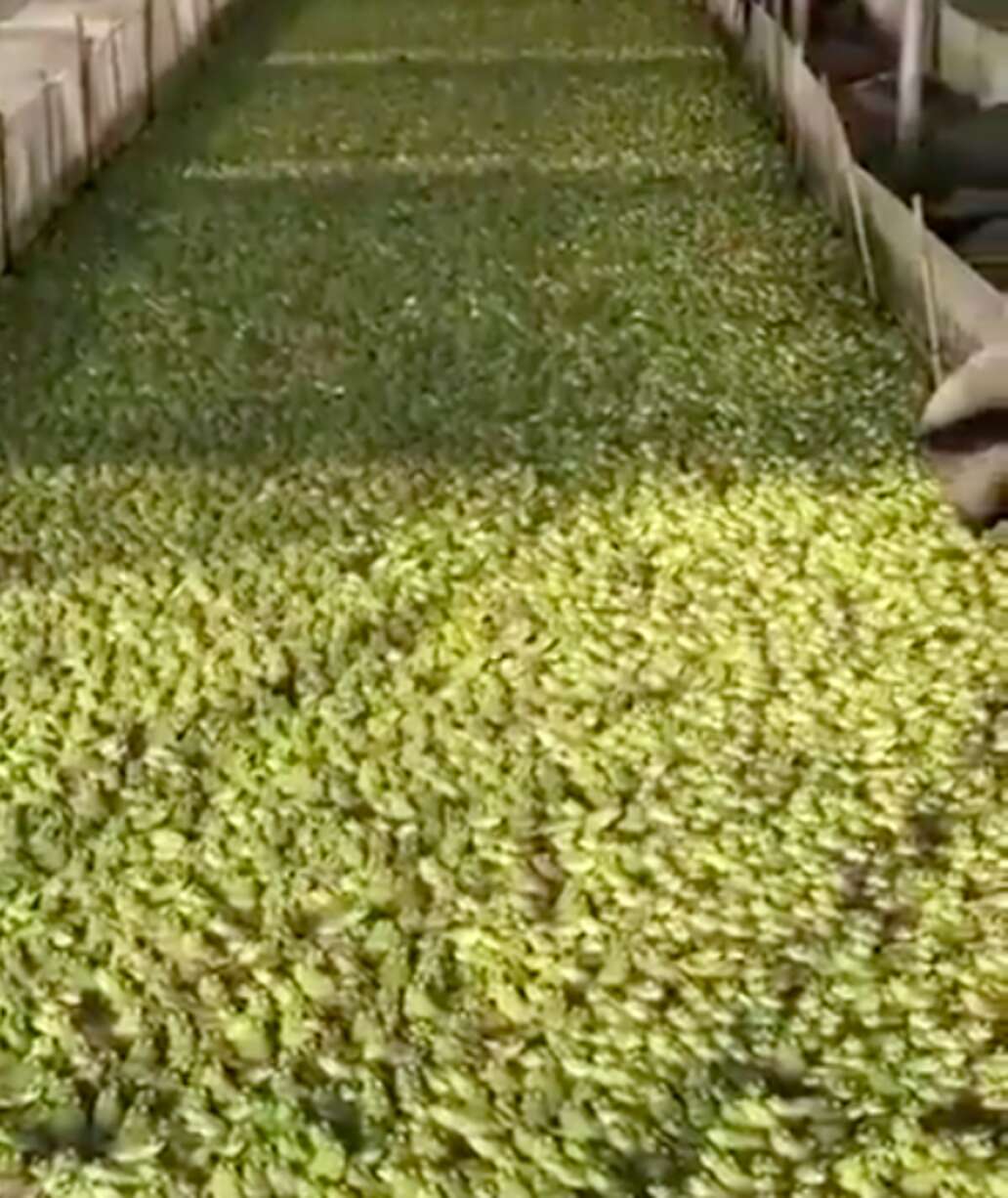 Frog Faring Shocking Footage Shows Chinese Frog Factory Farm - The Dodo