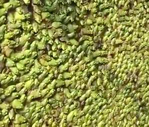frog farm china