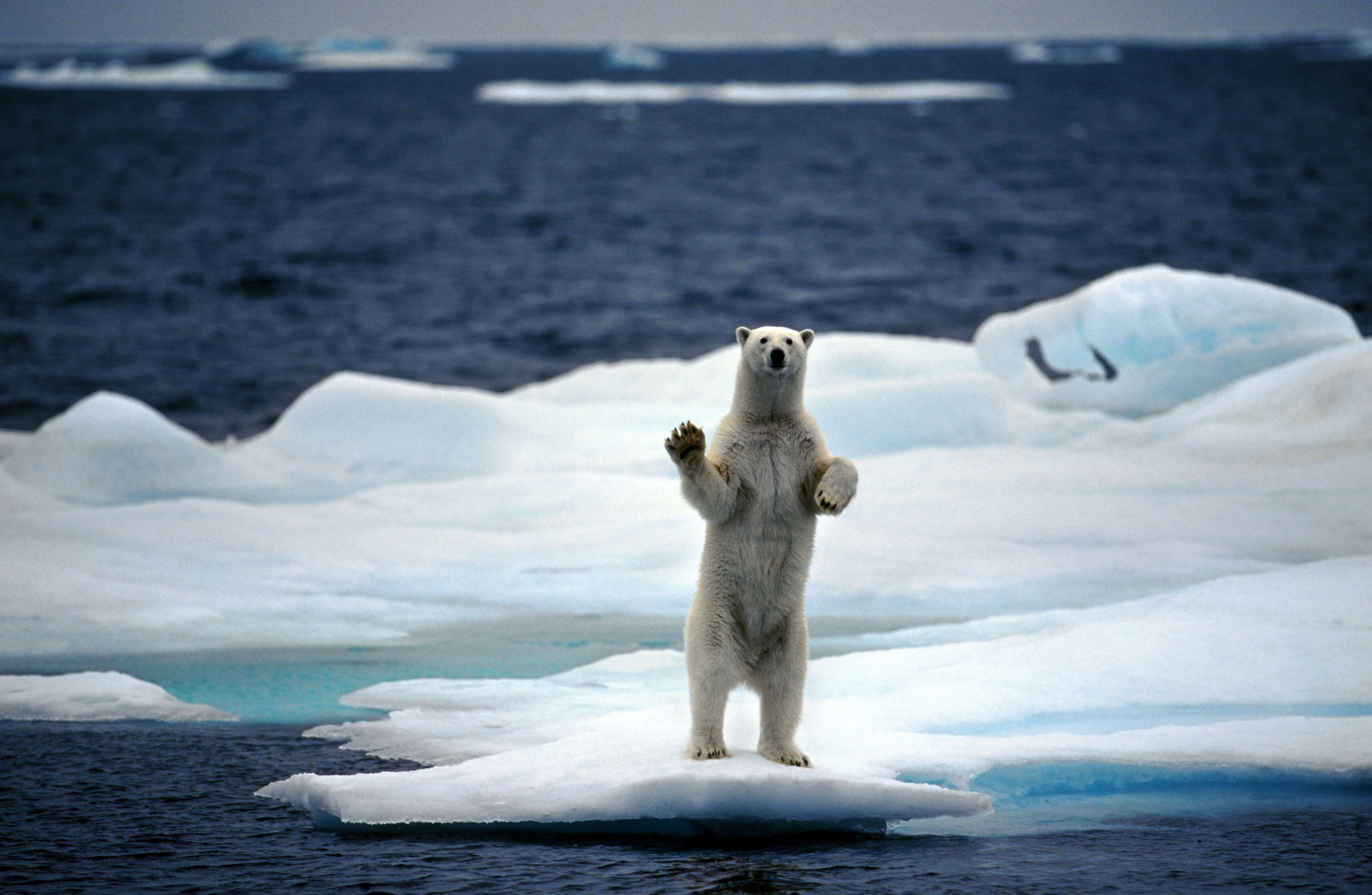 Arctic ocean on the North Pole