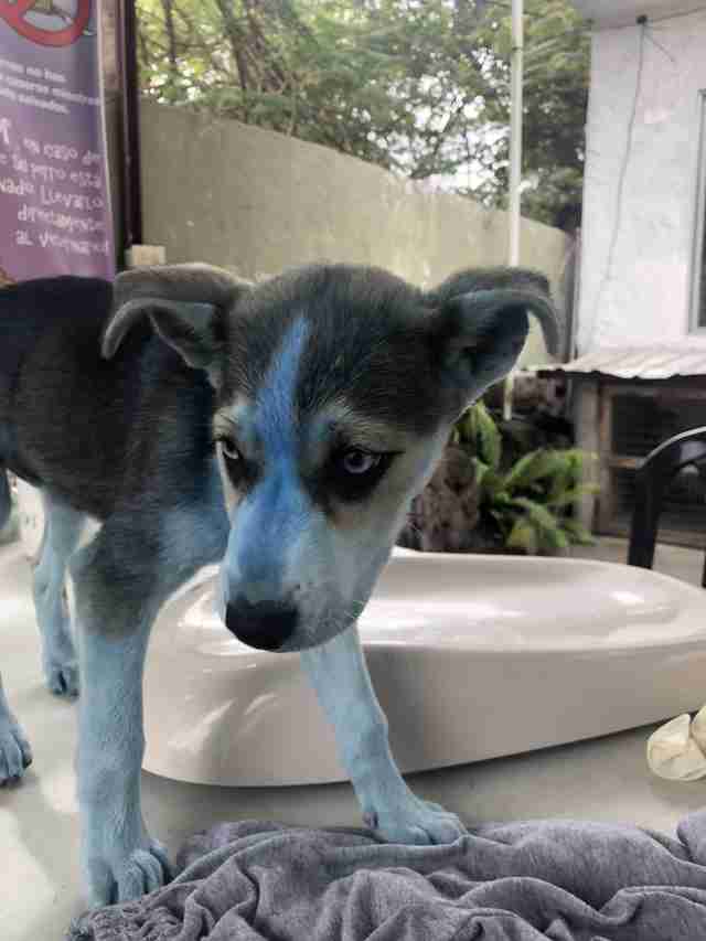Husky puppy covered in blue paint