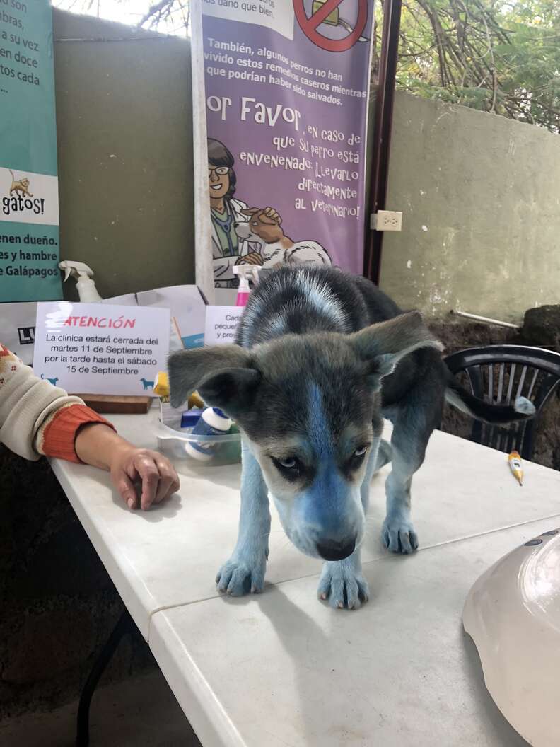 Husky puppy covered in blue paint