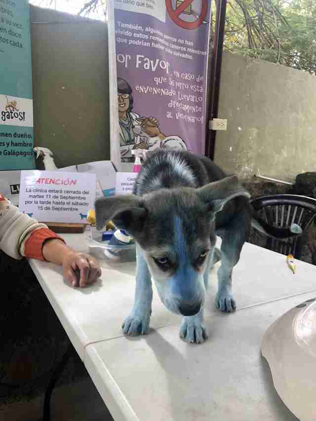 Cucciolo Husky coperto di vernice blu