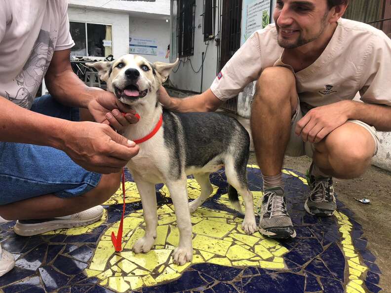 Husky puppy after being bathed