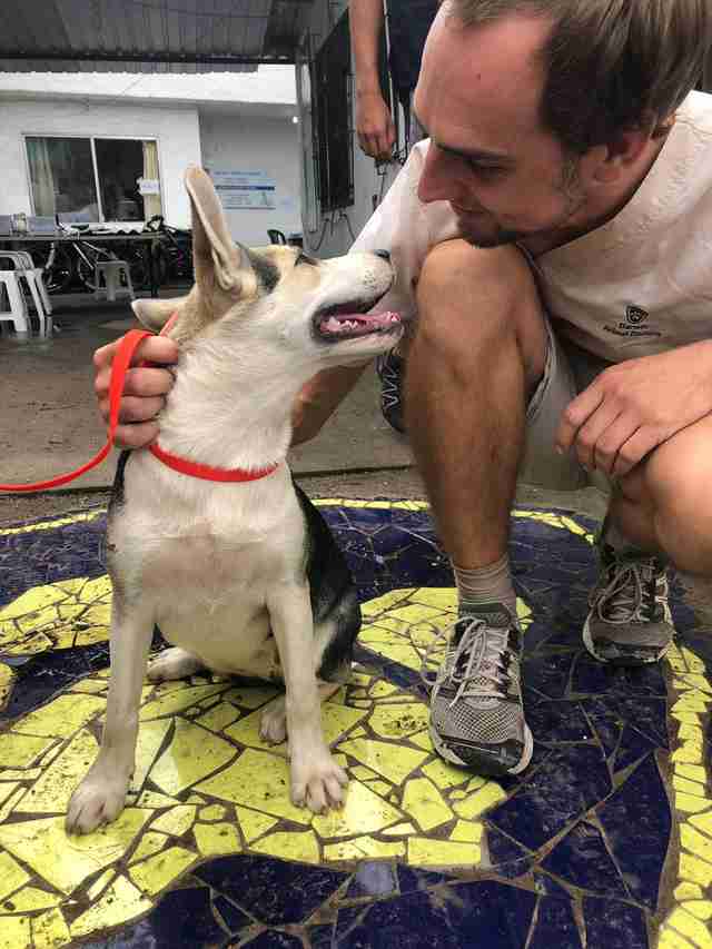 Cucciolo del husky che sorride al veterinario