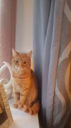 cat stuck between two walls
